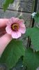 abutilon roz