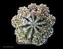 1406-aztekium-ritteri_1
