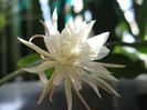 1280px-Epiphyllum_pumilum286970600