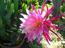 1828-epiphyllum-grace-ann_1