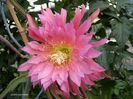 1836-epiphyllum-tassel_1