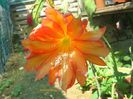 1856-epiphyllum-hybrid-name-unknow_1
