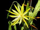 1868-epiphyllum-birgit-paetz_1