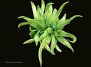 1871-agave-filifera_1