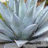 agave_avellanidens161