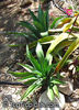 agave_desmettiana3716