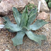 Agave_isthmensis439