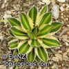 Agave_lophantha838el