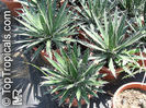 Agave_toumeyana436