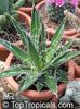 Agave_toumeyana761