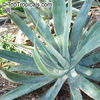 Agave_vilmoriniana_4167