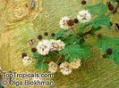Acacia__xanthophloea10047_1OlgaB