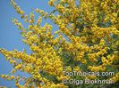 Acacia_karroo1724OlgaB