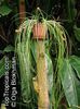 Acanthostachys_strobilacea805_206OlgaB