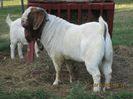Boer dolofan