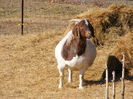 Capra Boer gestanta