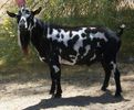 Nigerian Capra de lapte