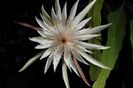 epiphyllum_cartagense_ecl10_p533_10h_p25