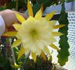 Epiphyllum_George_French