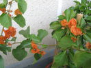 Picture My plants 1579