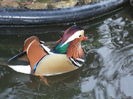 mandarin