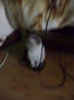 DSC03237