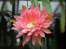 fg2-22-epiphyllum-7