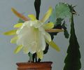 leo-mic-Epiphyllum-crenatum-402