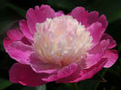 fg2-15-peony-2
