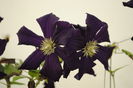 clematis Romantika