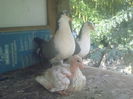 porumbei galateni 009