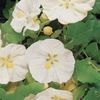 abutilonb-1243197602-4384_3015_1__44610_1410559693_1280_1280