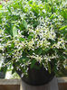 Euphorbia-Ice-Mist-Web