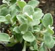 Helichrysum-Azure-Sunset-Web-3