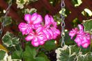 ivy%20geranium%201