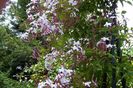 jasmine