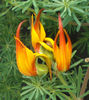 Lotus-Vine-Gold-Flash-Web