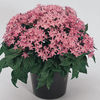 PENTAS