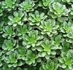Sedum-Floriferum-