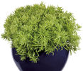 Sedum-Lemon-Ball-Web