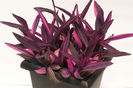 Setcreasea-Pink-Stripes-Web