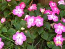impatiens
