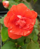 Impatiens-Double-Delight-Orange-web