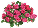 Impatiens-Double-Delight-Pink-Web-2