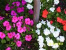 mixed%20impatiens