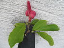 fruct-magnoliu