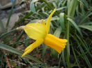 Narcissus Jetfire (2014, March 27)