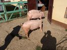 IMG_1633