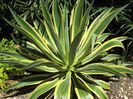 Agave-dessmettiana-VariegataDwarf-Variegated-Agave1-1024x768