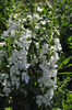 Angelonia_Angelface_Whiteclose